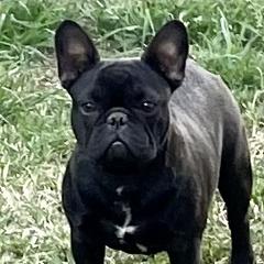 Amy - French Bulldog