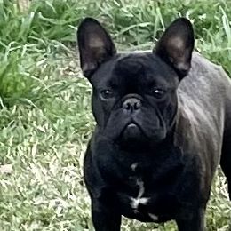 Amy - French Bulldog