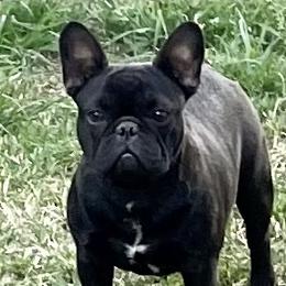 Amy - French Bulldog
