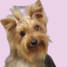 April - Yorkshire Terrier