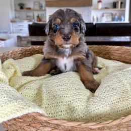 Blue Collar - Merle male Bernedoodle puppy in Indiahoma, Oklahoma from Farm Fresh Doodles