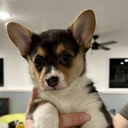 AKC PWC - DM & EIC Clear - Tri Girl2 - Pembroke Welsh Corgi puppy from 4A Corgis