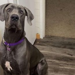 Great Danes from Hope's Danes