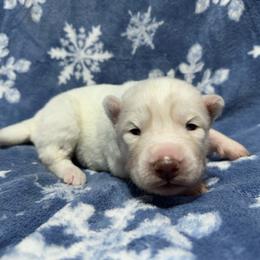 AKC Pearl - White female Siberian Husky puppy in Centreville, Maryland from Huskies By the Bay