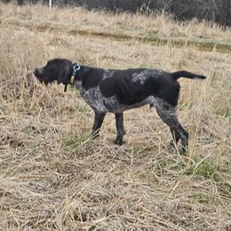 August - German Wirehaired Pointer