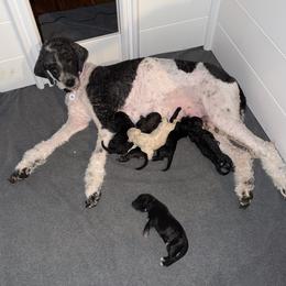 Poodle puppies from Impressive Cartwright Standards