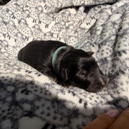 Mayhew - Sable male German Shepherd puppy in Perrysburg, Ohio from Fancy GSDs LLC