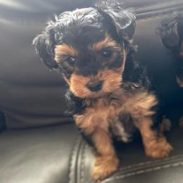 Cookie - Black and tan female Yorkipoo puppy in Silver Springs Shores, Florida from Top Notch Pupz