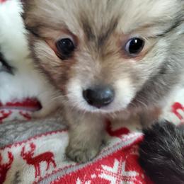 Companion Cross, Pomeranian, and Sheepadoodle Puppies from Fluffy Wonders Poms and Doodles