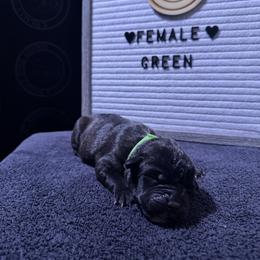 Green Collar - Black brindle female Cane Corso puppy in Snellville, Georgia from A Really Good Kennel