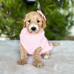 Care Bear - Apricot female Goldendoodle puppy in Sterling, Illinois from Charley's Goldendoodles