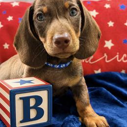 Becker AKC - Chocolate and tan male Dachshund puppy in Hendersonville, North Carolina from Snarky Doxy Miniature Dachshunds