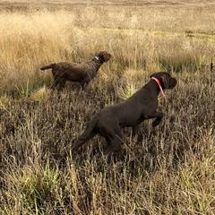 Pudelpointer All Grown Up from Happy Valley Gun Dogs