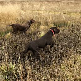 Pudelpointer All Grown Up from Happy Valley Gun Dogs
