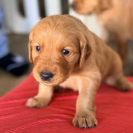 Green - Dark golden female Golden Retriever puppy in Smithfield, Utah from Golden Palms Puppies