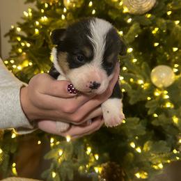 Boy 5 - Black and tan male Pembroke Welsh Corgi puppy in Honey Grove, Texas from JK Ranch Corgis