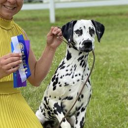 Briar - Dalmatian