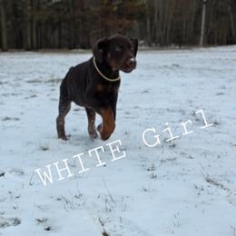 White - Red and rust female Doberman Pinscher puppy in Knox, Indiana from Double River Dobermans