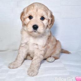 Yellow Girl - Cream female Goldendoodle puppy in Rochester, New York from Sandy Creek Doodles
