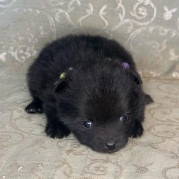Meeny - Black female Pomeranian puppy in Lexington, Oklahoma from BooneDox Miniature Dachshunds