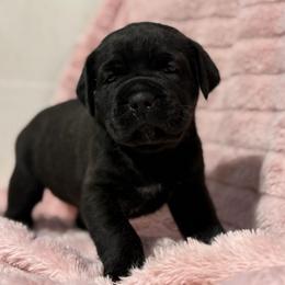 Brown Collar M - Black male Cane Corso puppy in Paris, Texas from Knucklehead Cane Corso