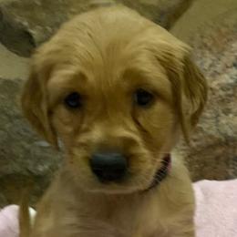 Pink - Golden Retriever puppy in Cheyenne, Wyoming from Flying Gold Kennel