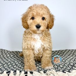 Dada - Apricot male Aussiedoodle puppy in Southwest Ranches, Florida from Dandy Doodle Ranch