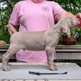 Caden - Silver gray male Weimaraner puppy in Evart, Michigan from Drehbar Weimaraners