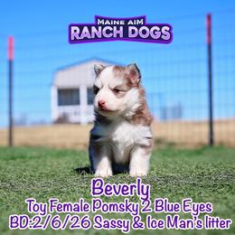 Beverly - Red and white female Pomsky puppy in Humeston, Iowa from M.A.R. Dogs