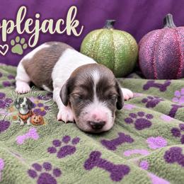 Applejack - Piebald male Dachshund puppy in Hockley, Texas from Shans Down Home Doxies