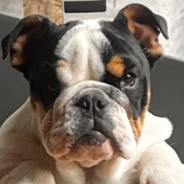 Lucy - Bulldog puppy in Alexandria, Virginia from Stacey D’s Bulldogs