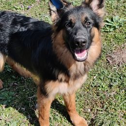 German Shepherd Puppies from Persevere Kennels