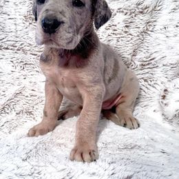 Girl 5 - Merle Great Dane puppy in Wisconsin from Starry Night Great Danes