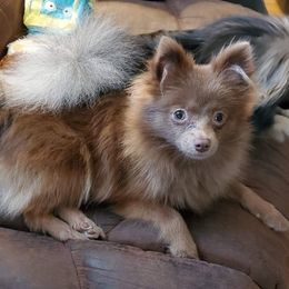 Tempie  - Pomeranian