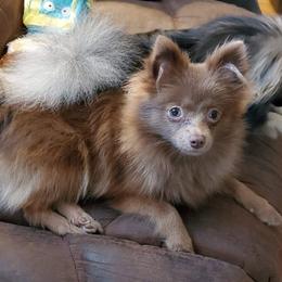 Tempie  - Pomeranian