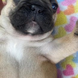 French Bulldogs from Precious Paws