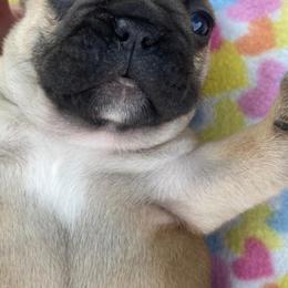 French Bulldogs from Precious Paws