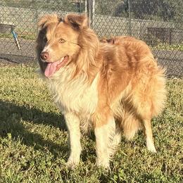 Hooey - Border Collie