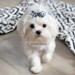 Luna - White female Maltese puppy in Tampa, Florida from Petite Pawz