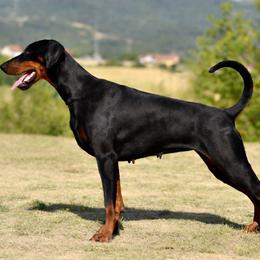 Uni - Doberman Pinscher