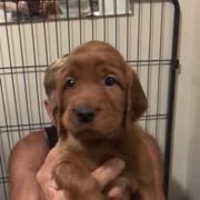 PinkGirl - Mahogany female Irish Setter puppy in Longview, Washington from Royal Redheads Irish Setters