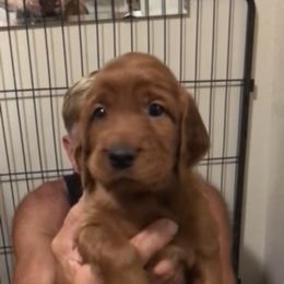 PinkGirl - Mahogany female Irish Setter puppy in Longview, Washington from Royal Redheads Irish Setters