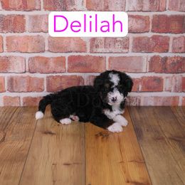 Delilah - Black and white female Assorted Doodle Crosses puppy in Calhoun, Georgia from Happy Top Doodles
