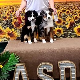 Miniature Australian Shepherds and Toy Australian Shepherds from Aiken Switch Aussies