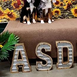 Miniature Australian Shepherds and Toy Australian Shepherds from Aiken Switch Aussies