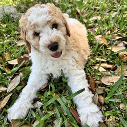 Rummy - Apricot male Goldendoodle puppy in Ocala, Florida from The Treasured Puppies Department