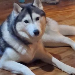 Siberian Huskies from Gingers Husky Mansion