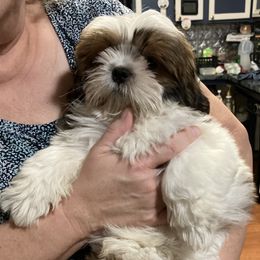 Shih Tzu Puppies from Little Lions West