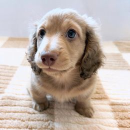 Dachshund Puppies from The Dach House
