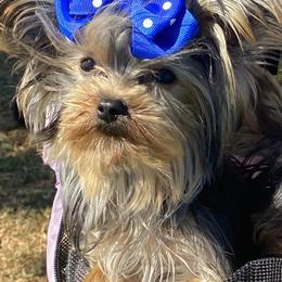 Lila - Yorkshire Terrier